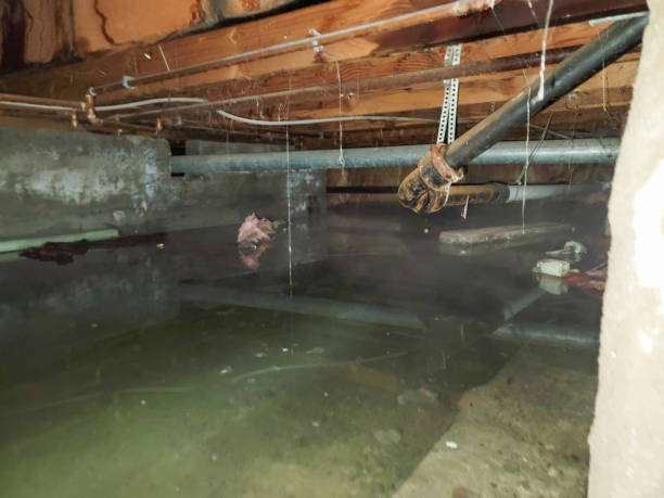 Best Mold removal after water damage  in Pinewood Estates, TX